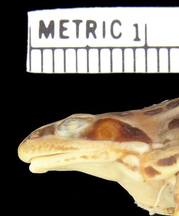 Media type: image; Herpetology A-22332